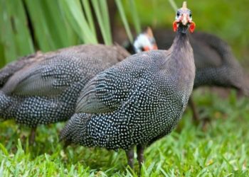 Чем отличается цесарка от курицы?