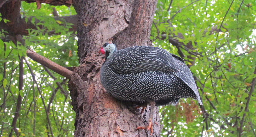 Цесарка летает или нет?