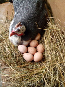 Что делать, если цесарка села на яйца?