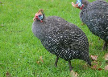 Разведение цесарок в домашних условиях