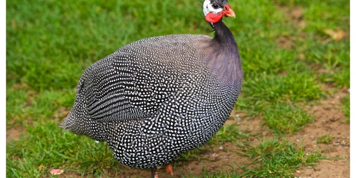 Содержание и размножение домашних цесарок