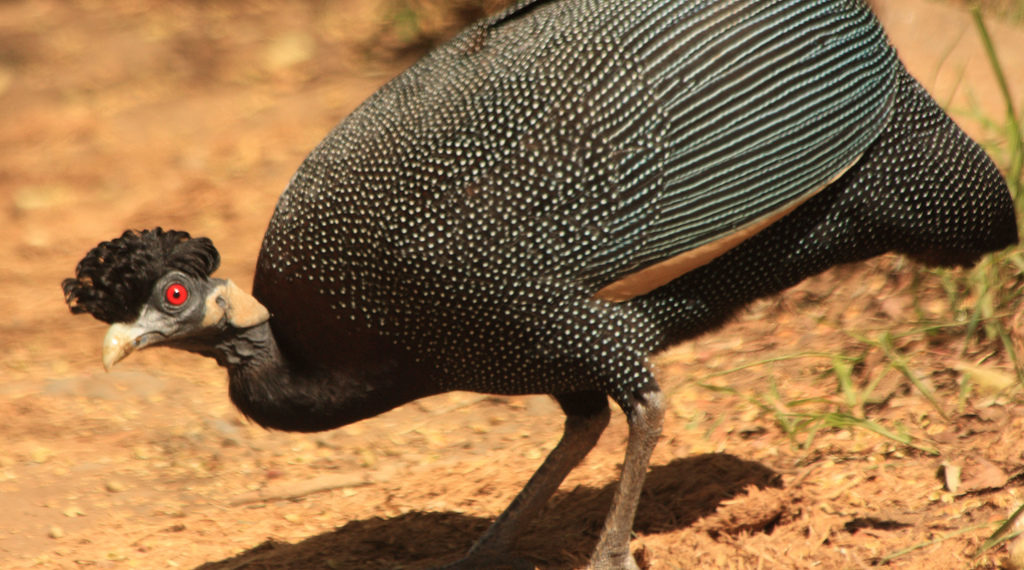 Чубатая цесарка