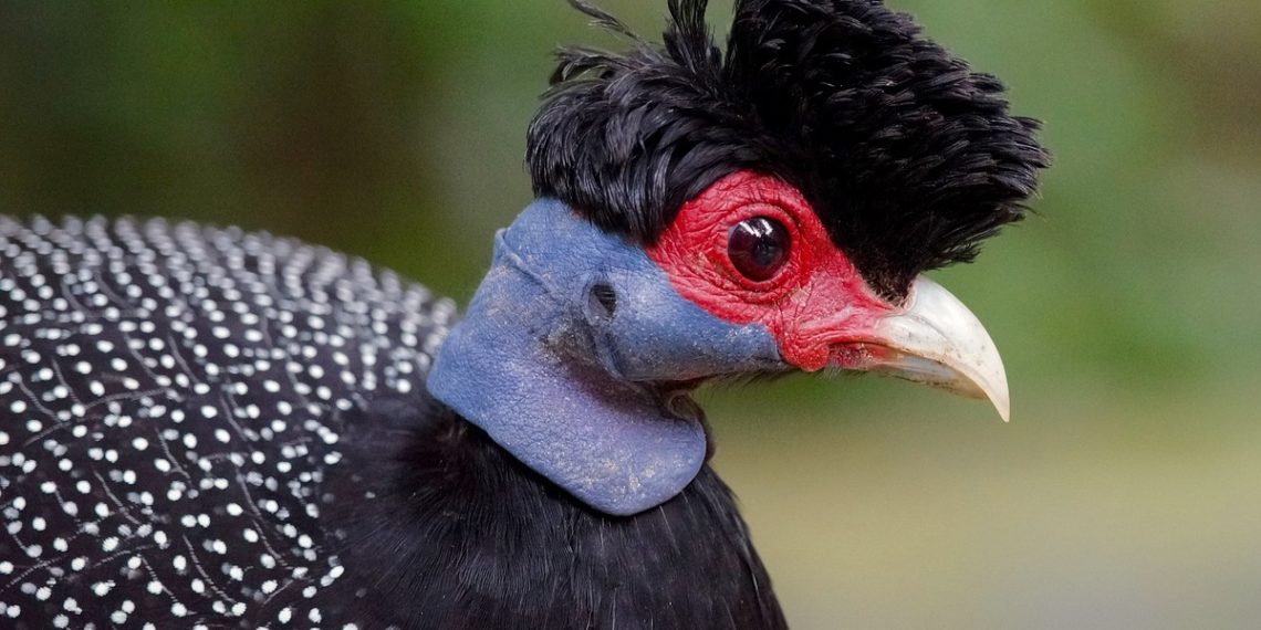 Чубатая цесарка