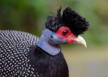 Чубатая цесарка