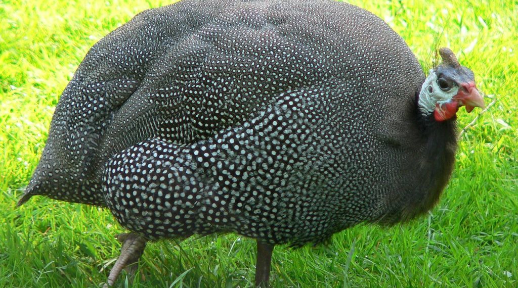 Содержание и размножение домашних цесарок