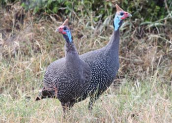 Французская бройлерная цесарка