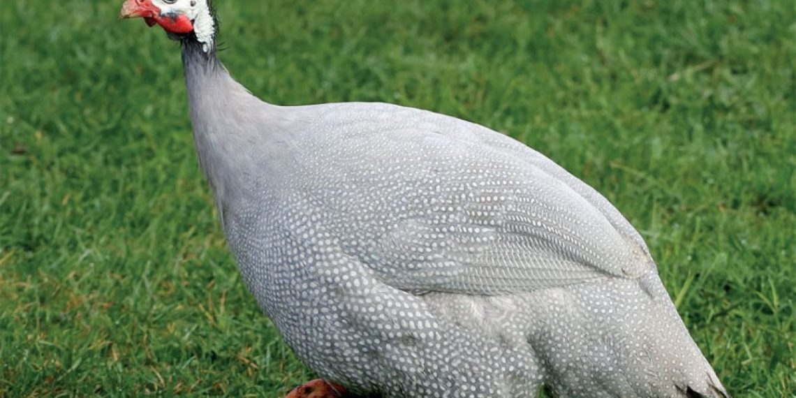 Разведение голубых цесарок