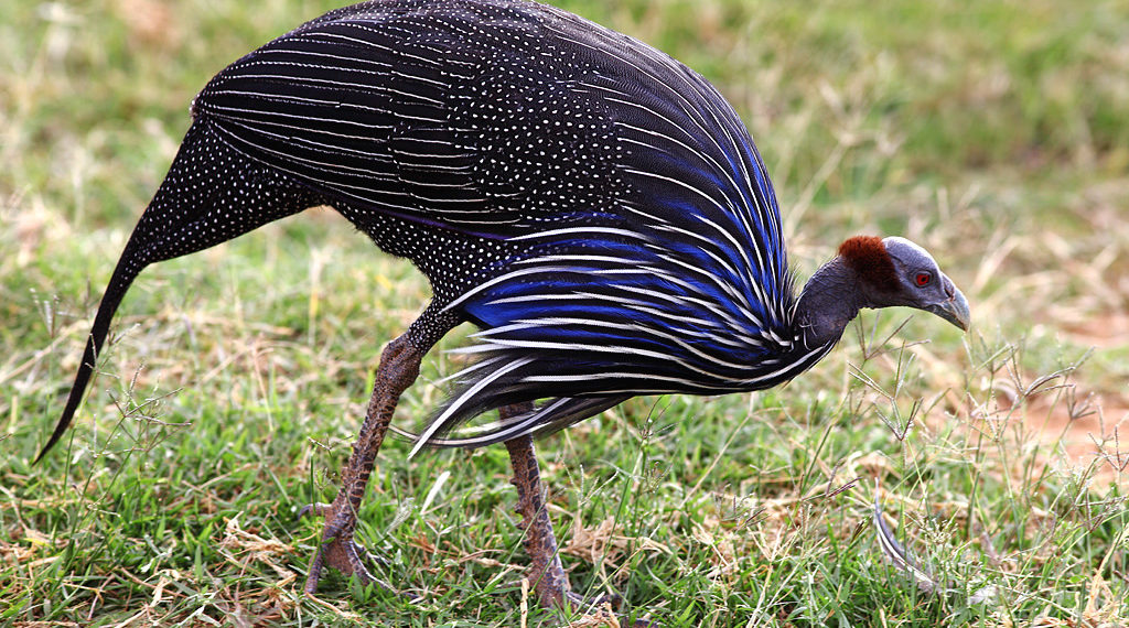 Как выглядит грифовая цесарка?