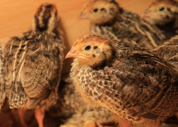 Разведение перепелов в квартире