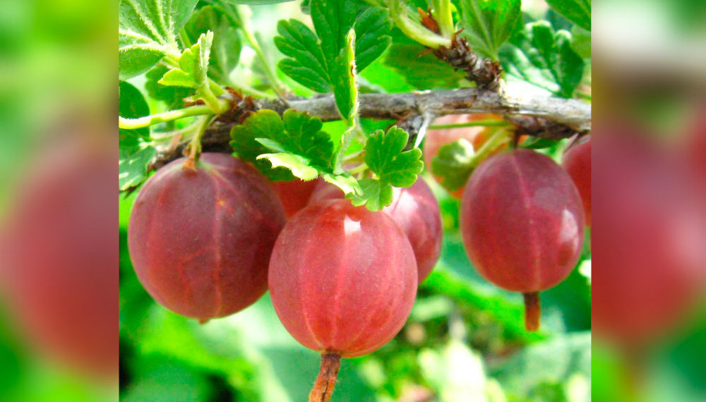 Сорт крыжовника Краснославянский