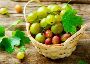 Чем опрыскивать крыжовник от болезней?