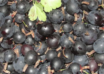 Крыжовник сорт Черный Негус