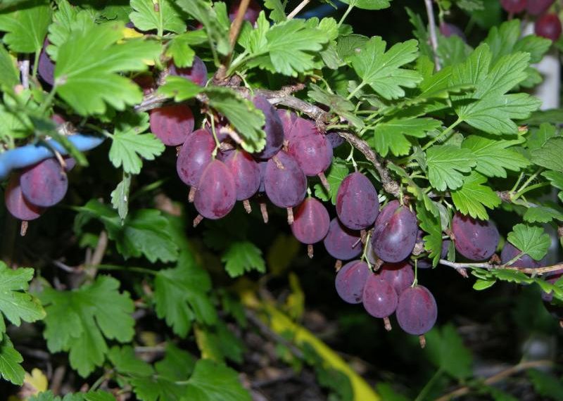 Сорт крыжовника Грушенька