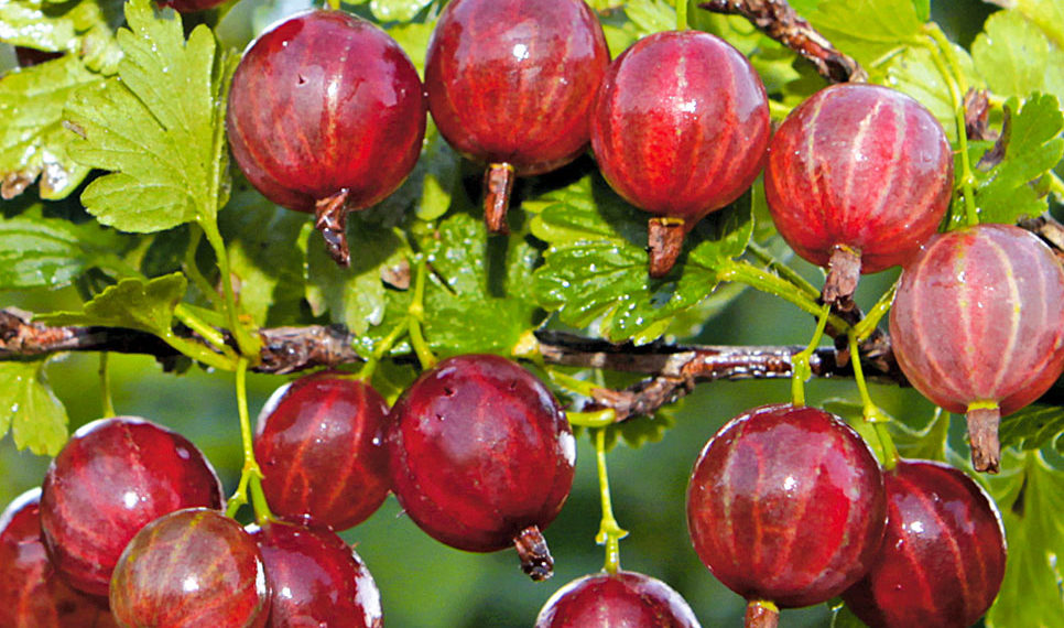 Сорт крыжовника Краснославянский