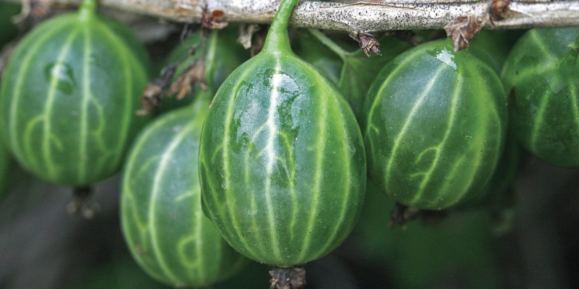 Описание крыжовника Уральский изумруд