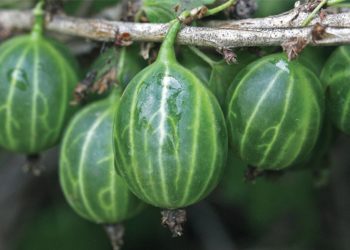 Описание крыжовника Уральский изумруд