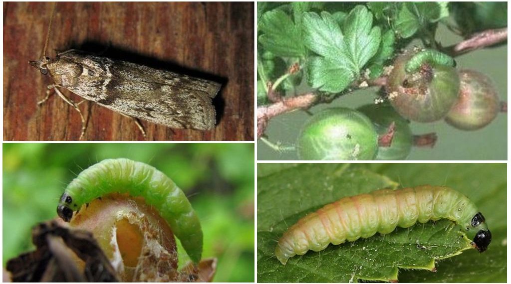 Гусеницы на крыжовнике объели листья - как бороться