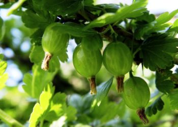 Лучшие сорта крыжовника для Подмосковья