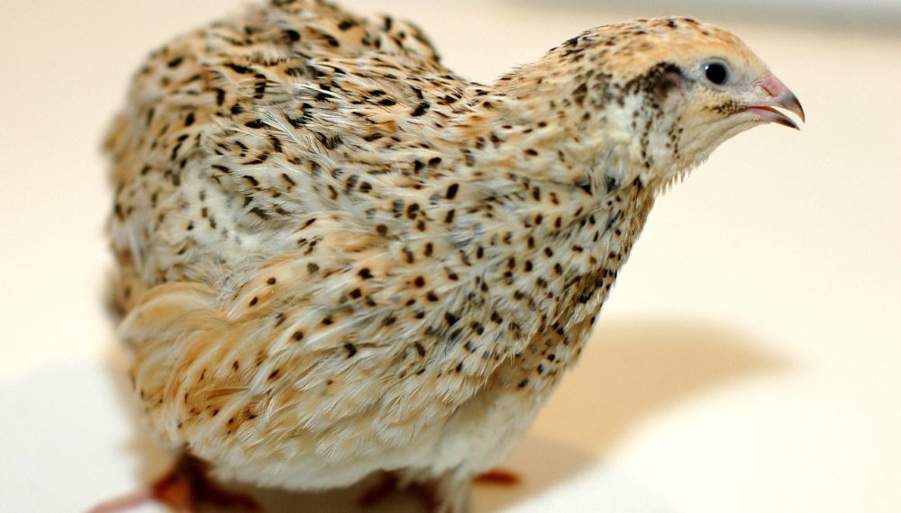 Разведение маньчжурского перепела