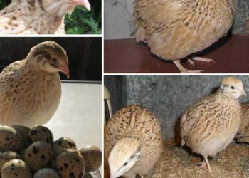 Разведение маньчжурского перепела