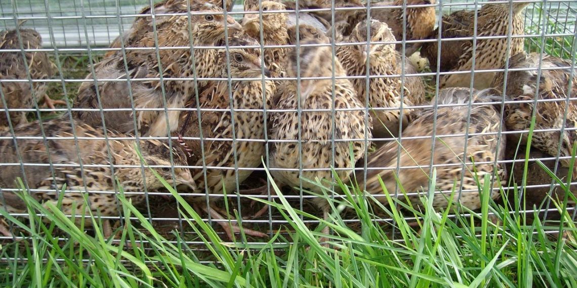 Выгодно ли разводить перепелов?