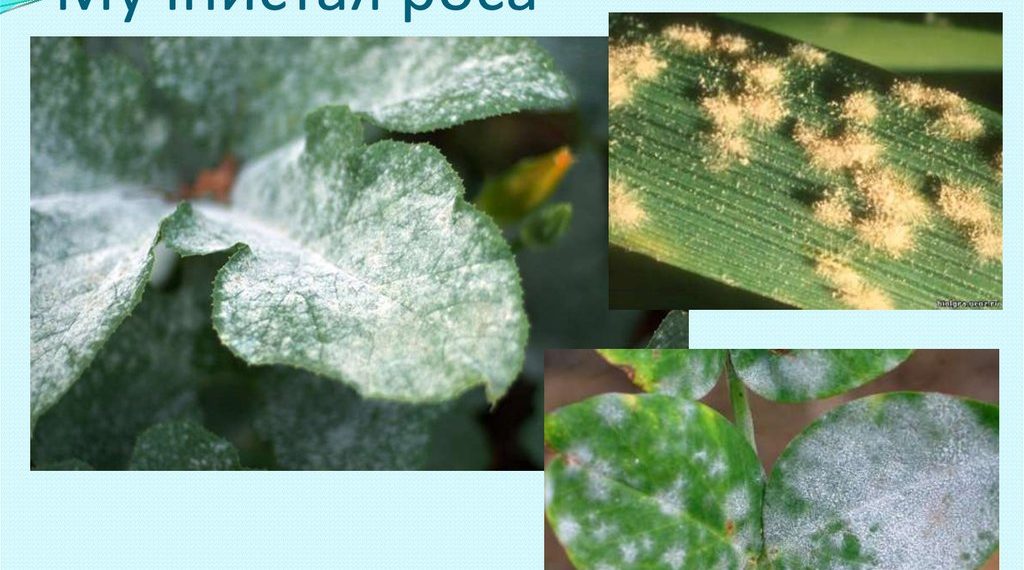 Фитоспорин от мучнистой росы на крыжовнике