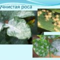 Фитоспорин от мучнистой росы на крыжовнике