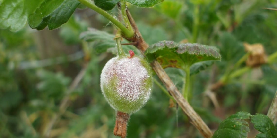 Мучнистая роса на крыжовнике