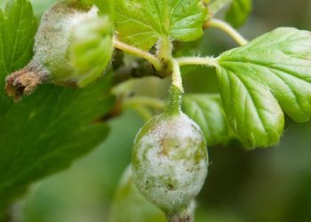 Топаз от мучнистой росы на крыжовнике