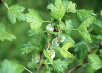 Фитоспорин от мучнистой росы на крыжовнике