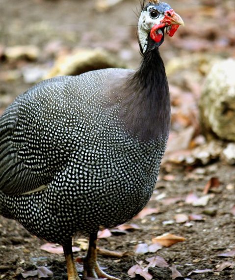 Важные аспекты в разведении обыкновенной цесарки