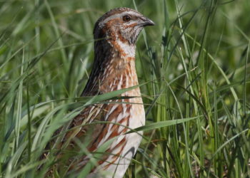 Перепел обыкновенный