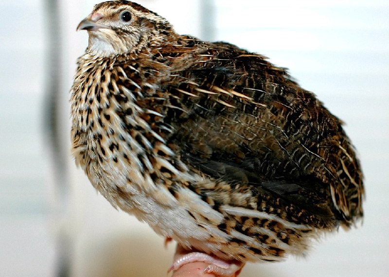 Почему дохнут перепела?