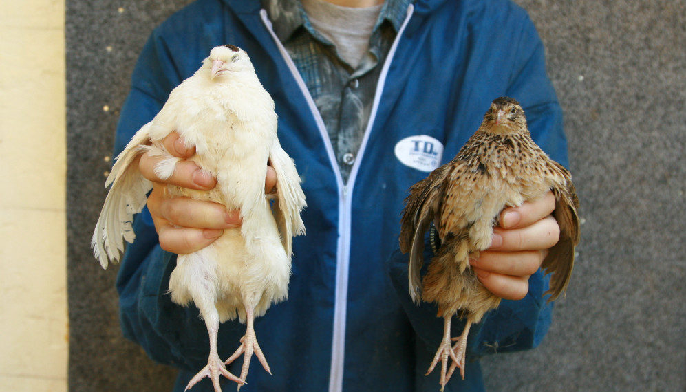 Особенности перепела породы белый гигант