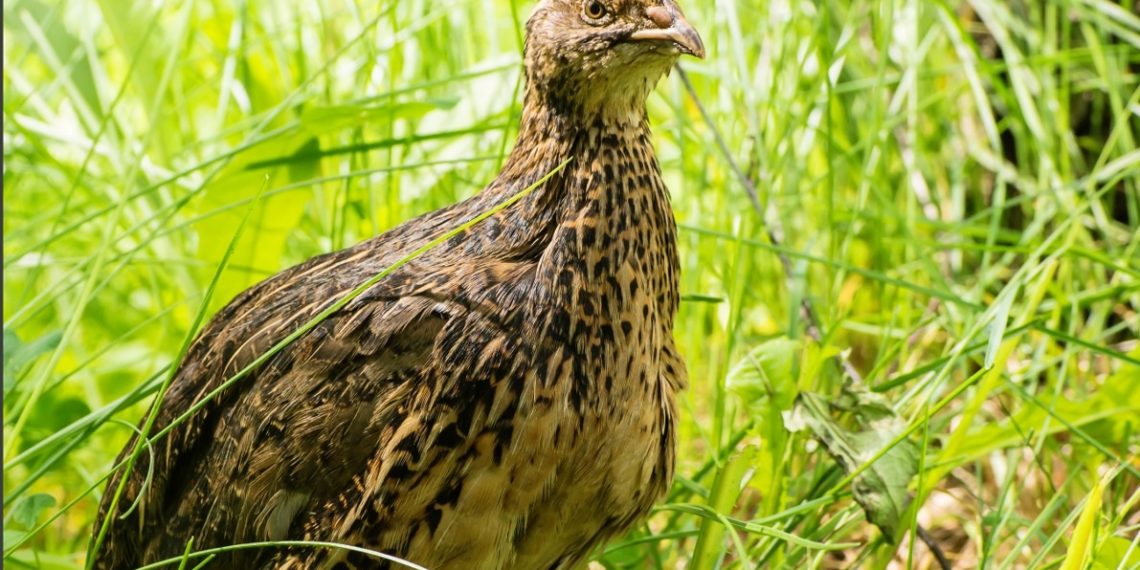 Дикий перепел