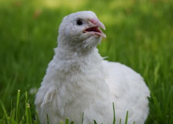 Особенности перепела породы белый гигант