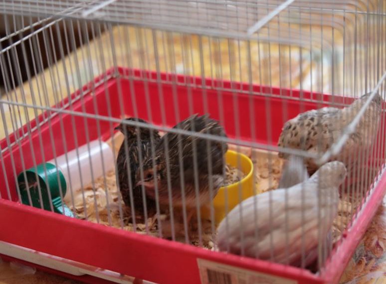 Разведение перепелов в квартире