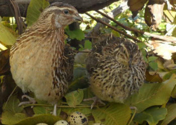 Как отличить перепелов самку от самца?