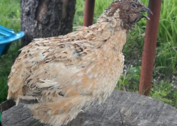 Характеристика перепелов породы Золотой Феникс