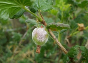 Плесень на крыжовнике: как бороться