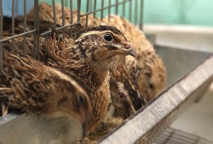 Выгодно ли разводить перепелов?