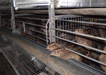 Сарай для перепелов своими руками