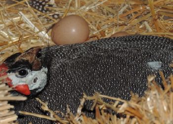 Сколько яиц несет цесарка?