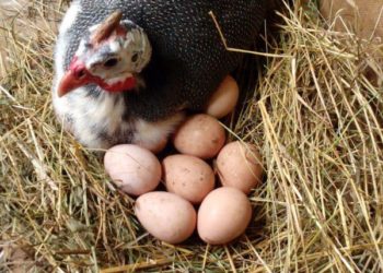 Сколько сидит цесарка на яйцах?