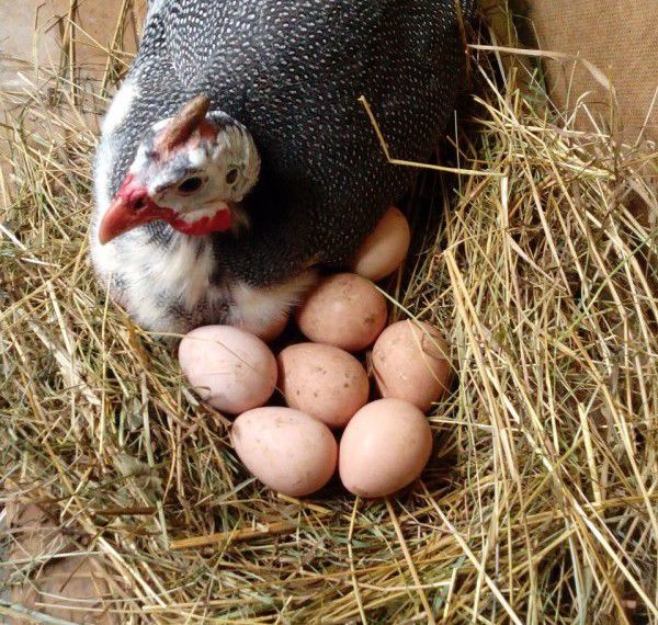 Сколько сидит цесарка на яйцах?