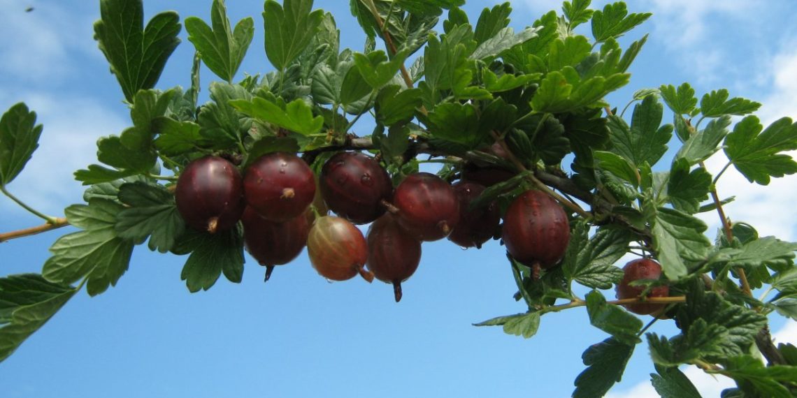 Крыжовник сорта Колобок