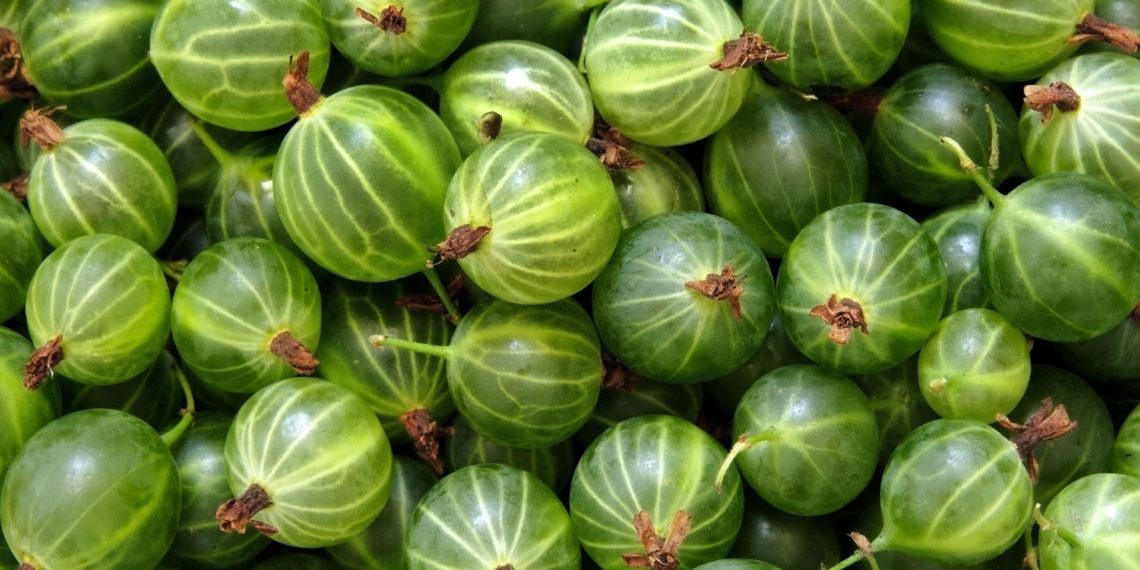 Сорта крыжовника устойчивые к мучнистой росе для Подмосковья