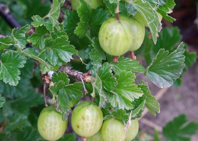 Сорта крыжовника устойчивые к мучнистой росе для Подмосковья