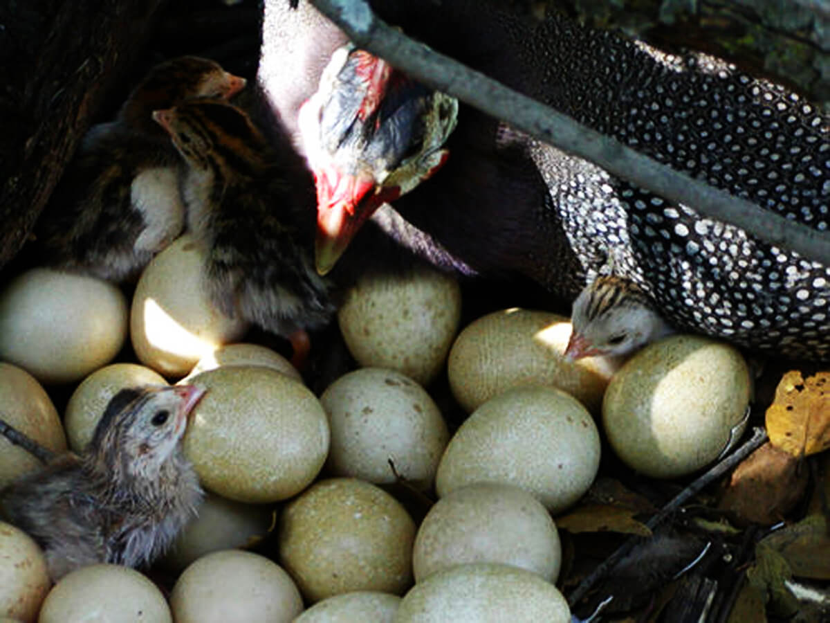 Наседка сколько яиц. Цесарка яичная. Цесарка высиживает яйца. Птица цесарка яйца. Обыкновенная цесарка яйца.