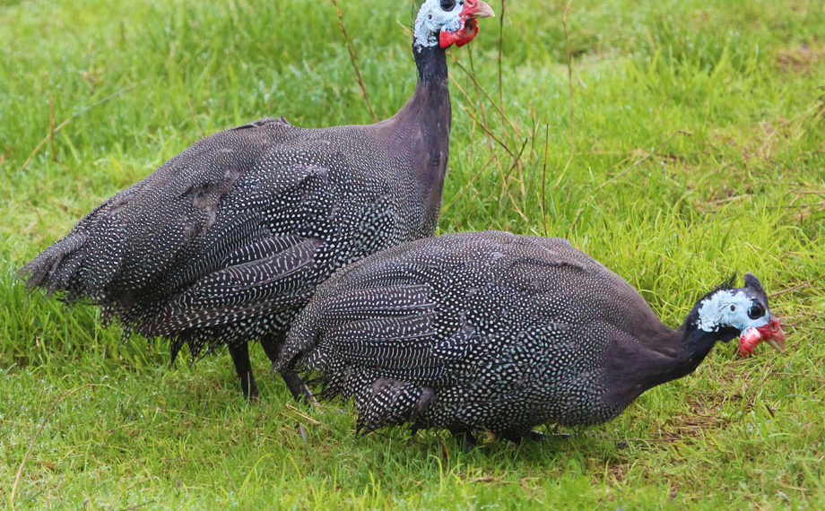 Важные аспекты в разведении обыкновенной цесарки